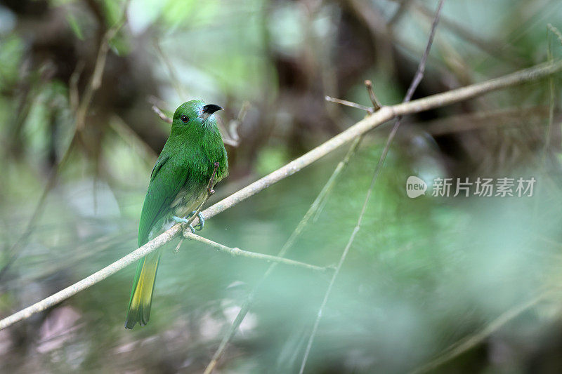 食蜂鸟:幼红须食蜂鸟(Nyctyornis amictus)。